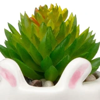 B&M Mini Succulent - Panda 2 B&M Mini Succulent - Panda - Image 2